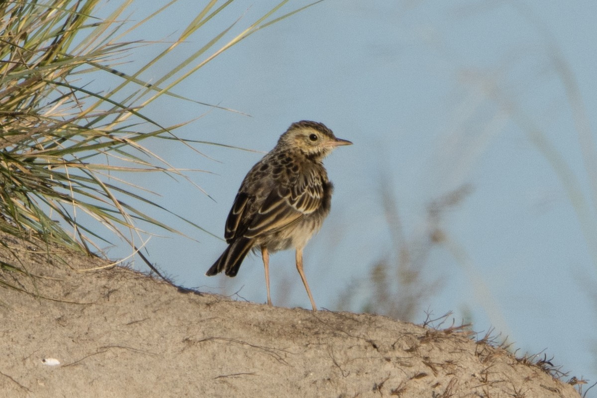 Richard's Pipit - ML614643197