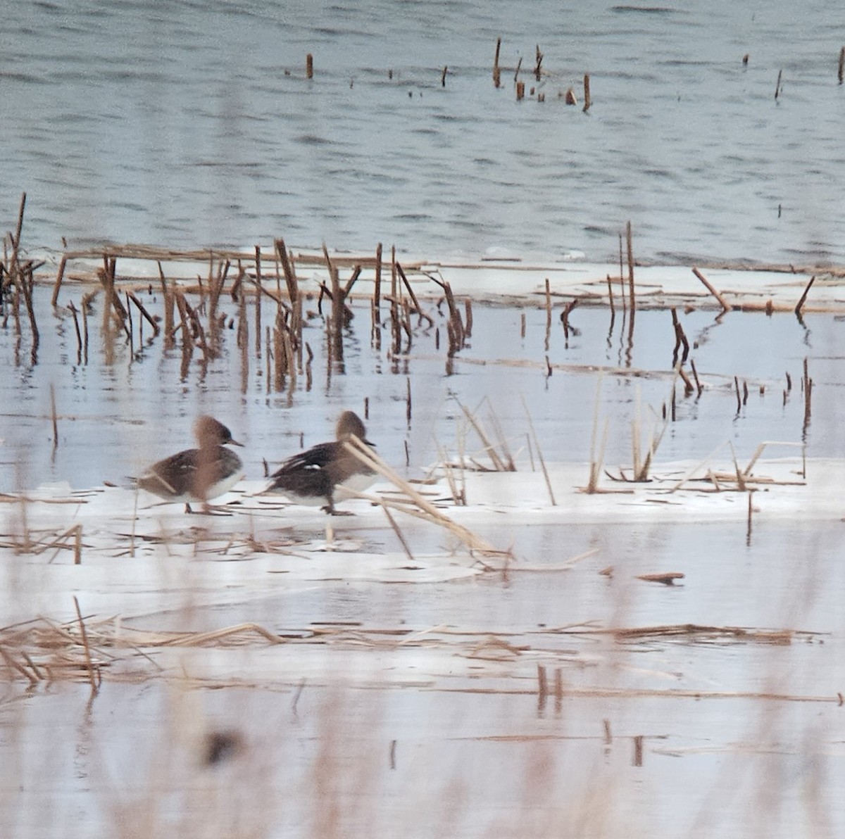 Hooded Merganser - Yves Gauthier (Mtl)