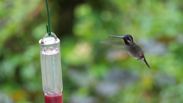 Long-billed Starthroat - ML614643213