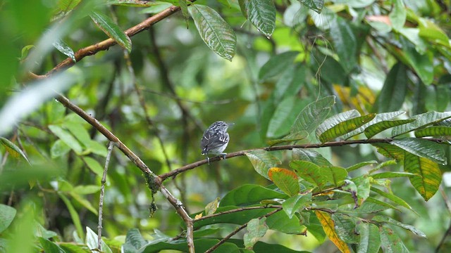 Chocó-Strichelameisenschlüpfer - ML614643231