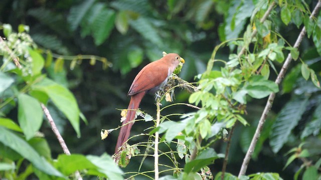 Squirrel Cuckoo - ML614643249