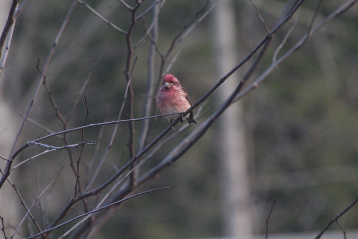 Purple Finch - ML614643266