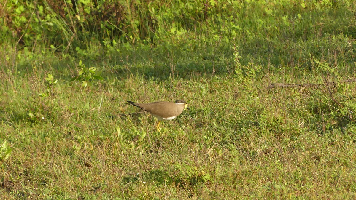 Yellow-wattled Lapwing - ML614643268