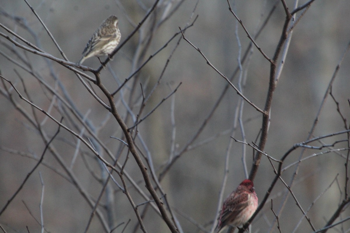 Purple Finch - ML614643273