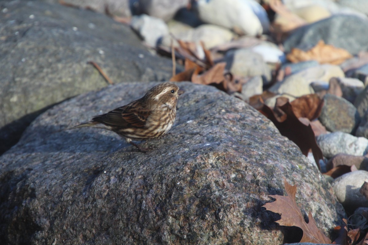 Purple Finch - ML614643284