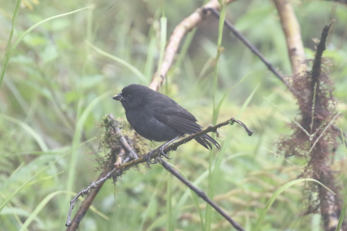 Small Ground-Finch - ML614643297