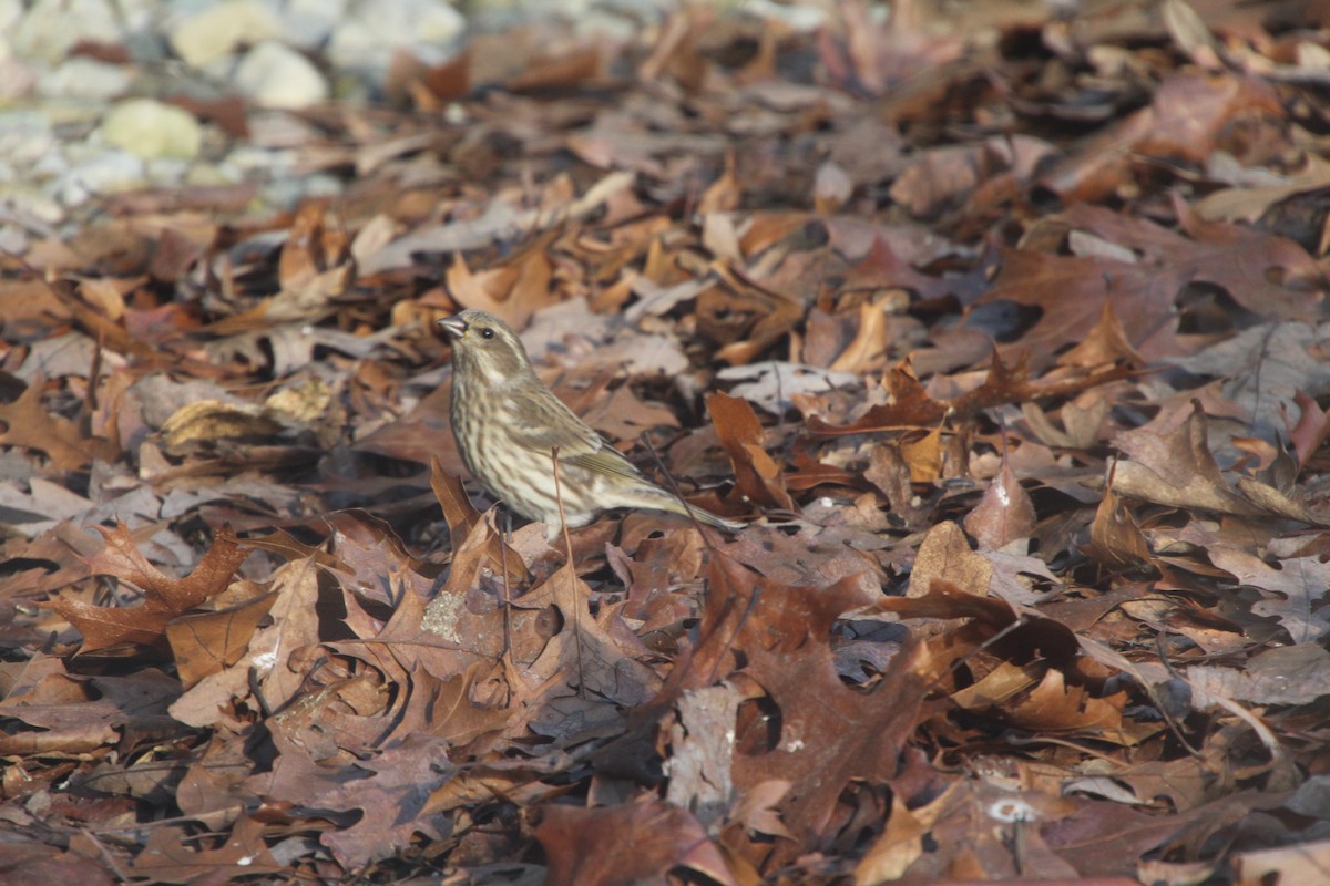 Purple Finch - ML614643298