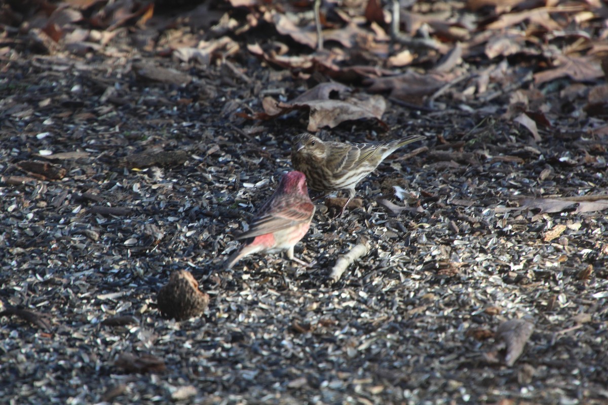 Purple Finch - ML614643313