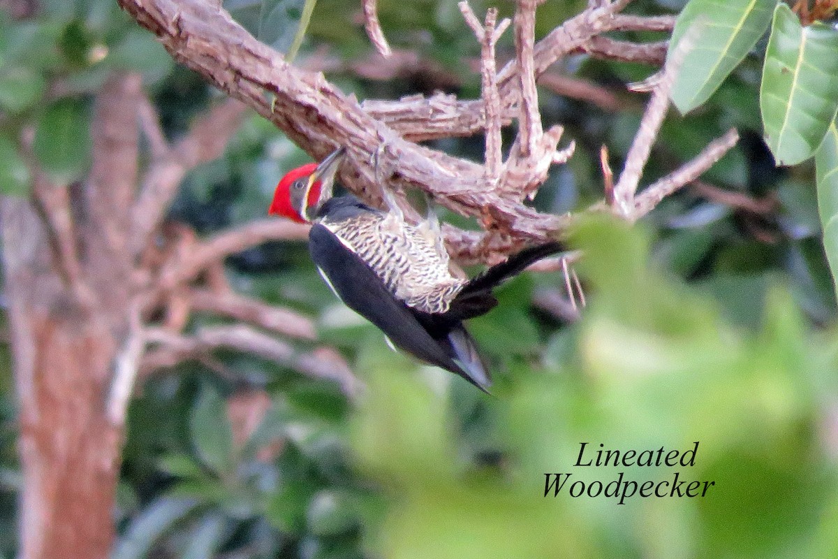 Lineated Woodpecker - Merrill Lester