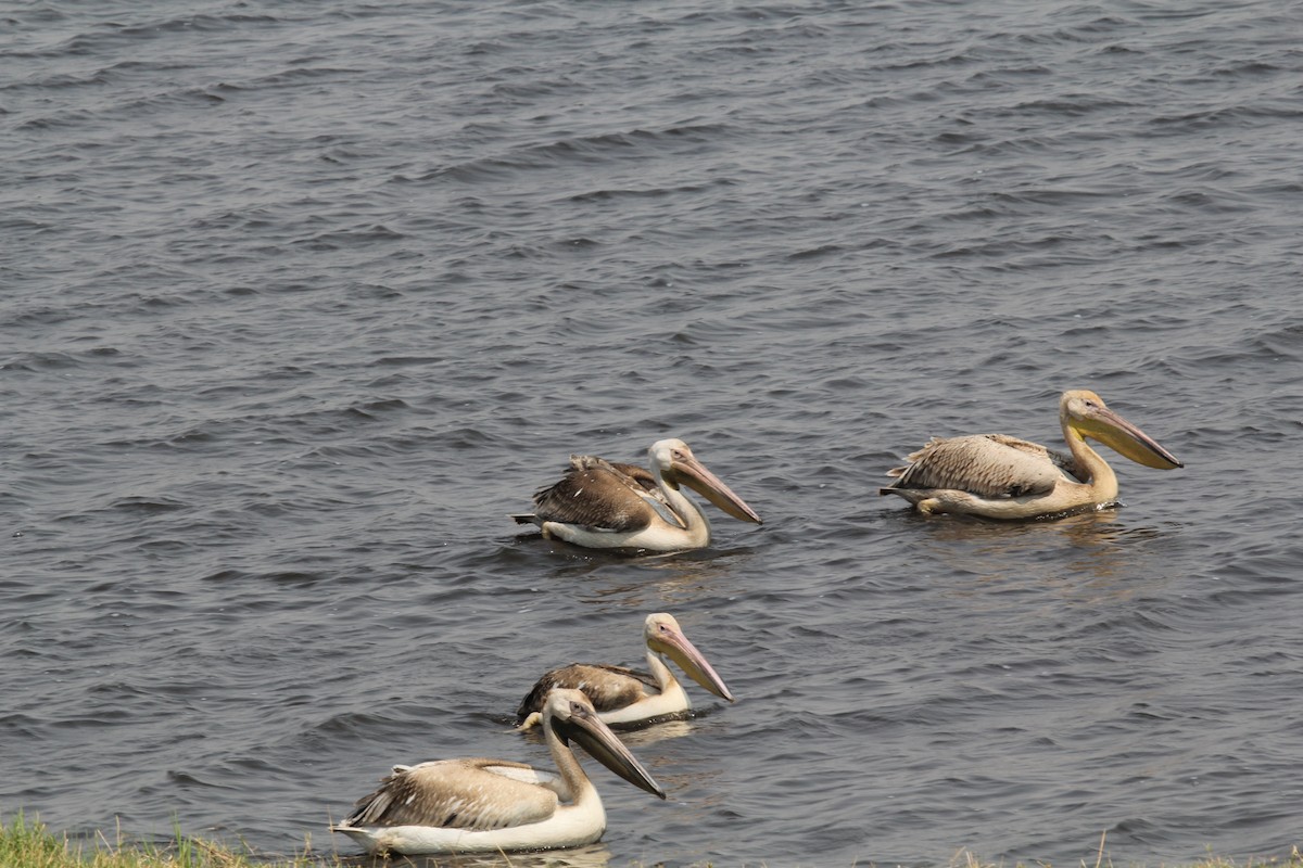 Pink-backed Pelican - David Opsahl