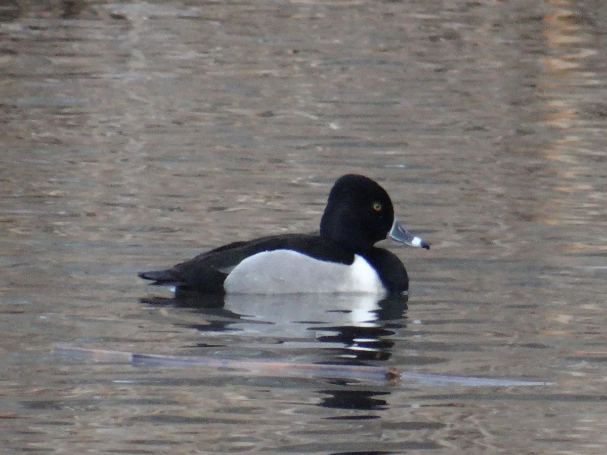 Ring-necked Duck - ML614643433