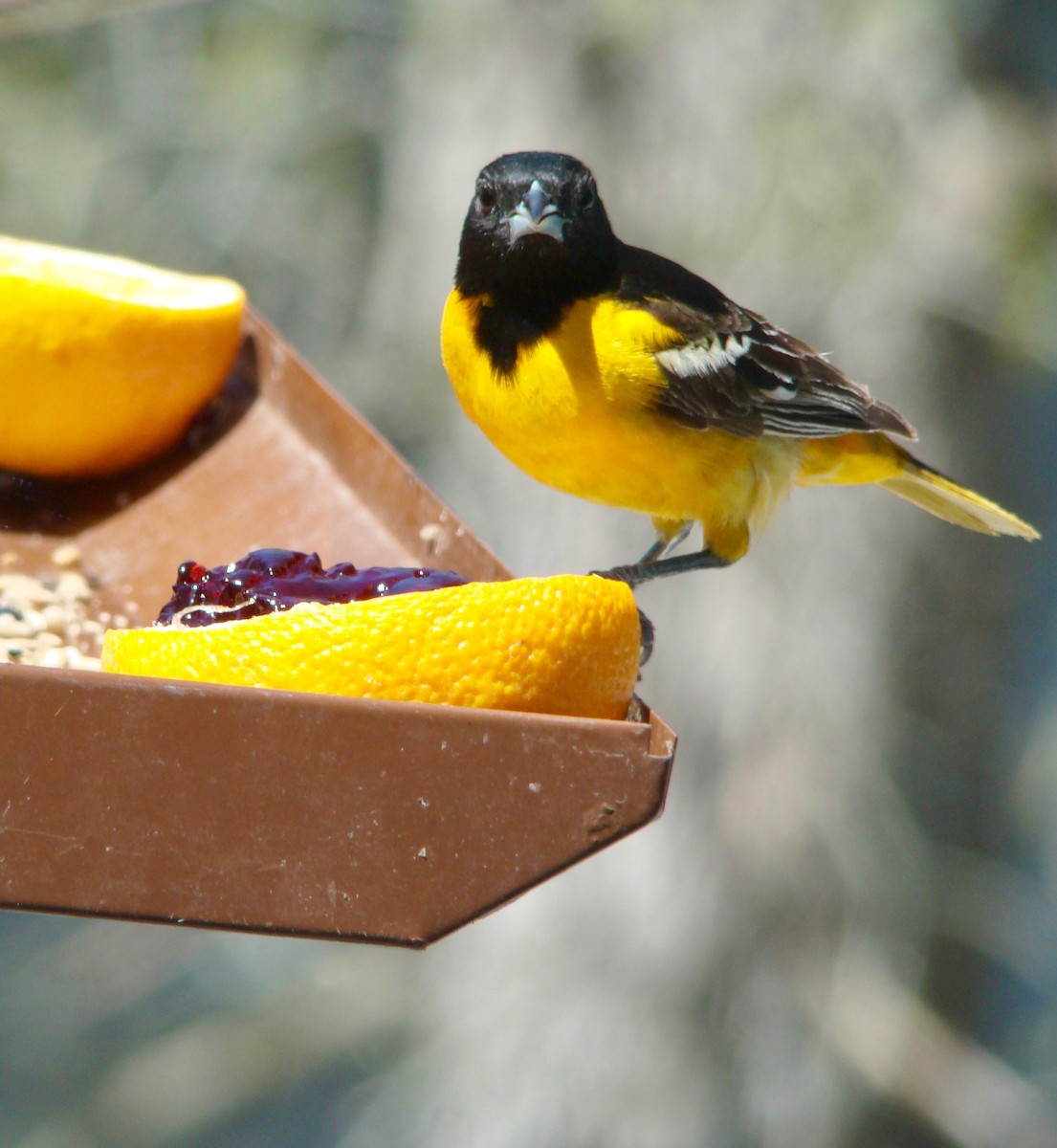 Baltimore Oriole - Peggy Blair