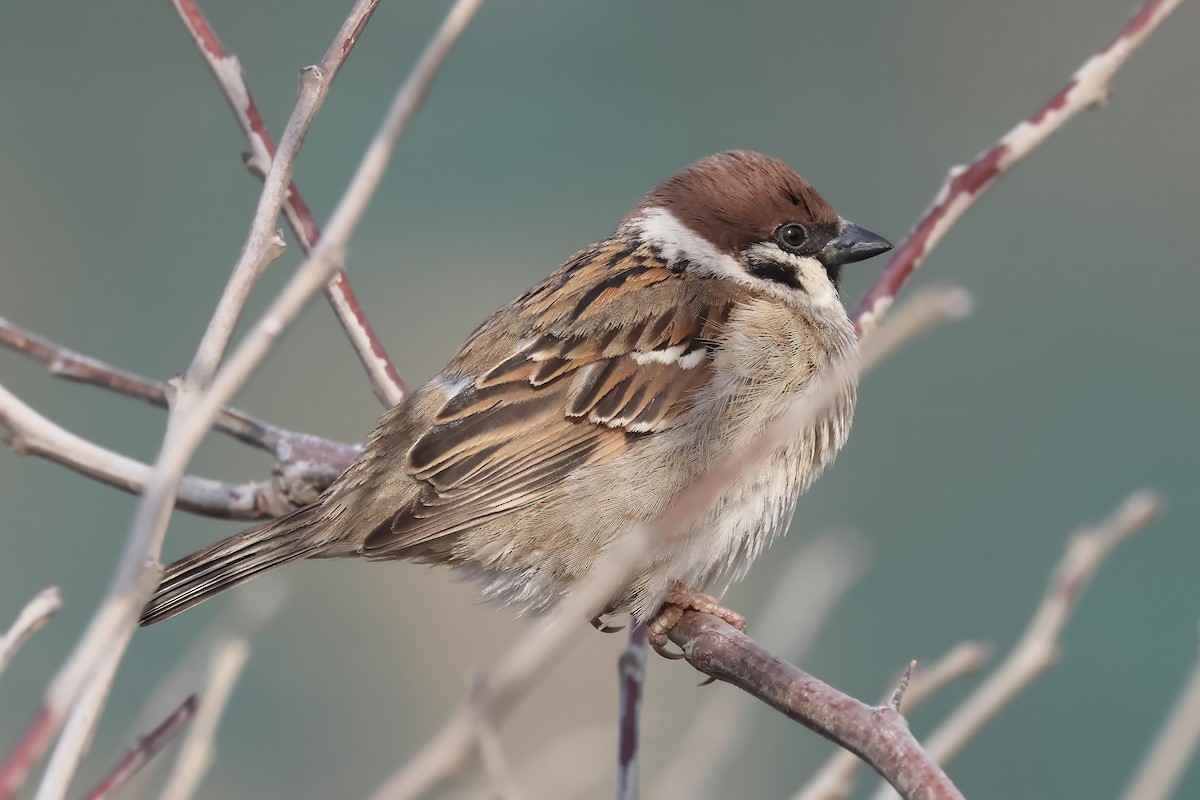 Moineau friquet - ML614643457