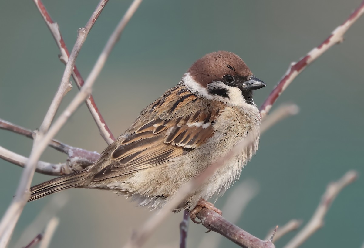 Moineau friquet - ML614643458