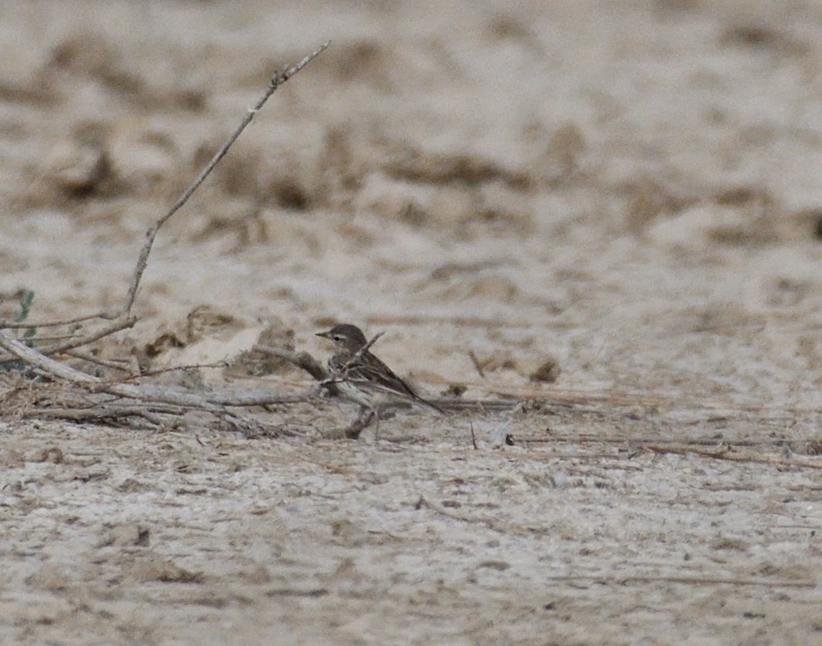 Water Pipit - Maulik Varu