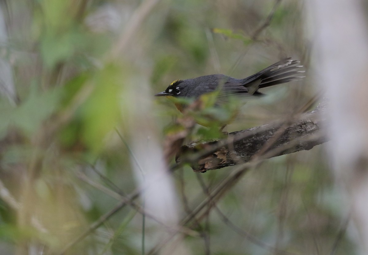 Fan-tailed Warbler - ML614643534