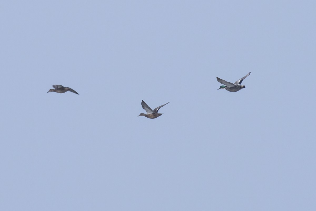 Falcated Duck - ML614643547