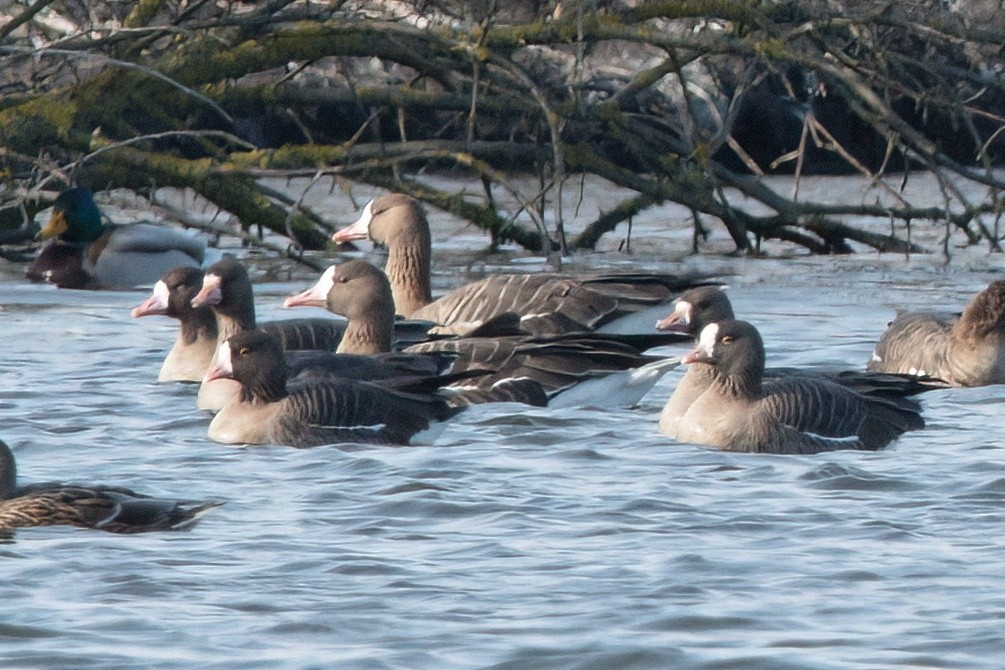 Lesser White-fronted Goose - ML614643734