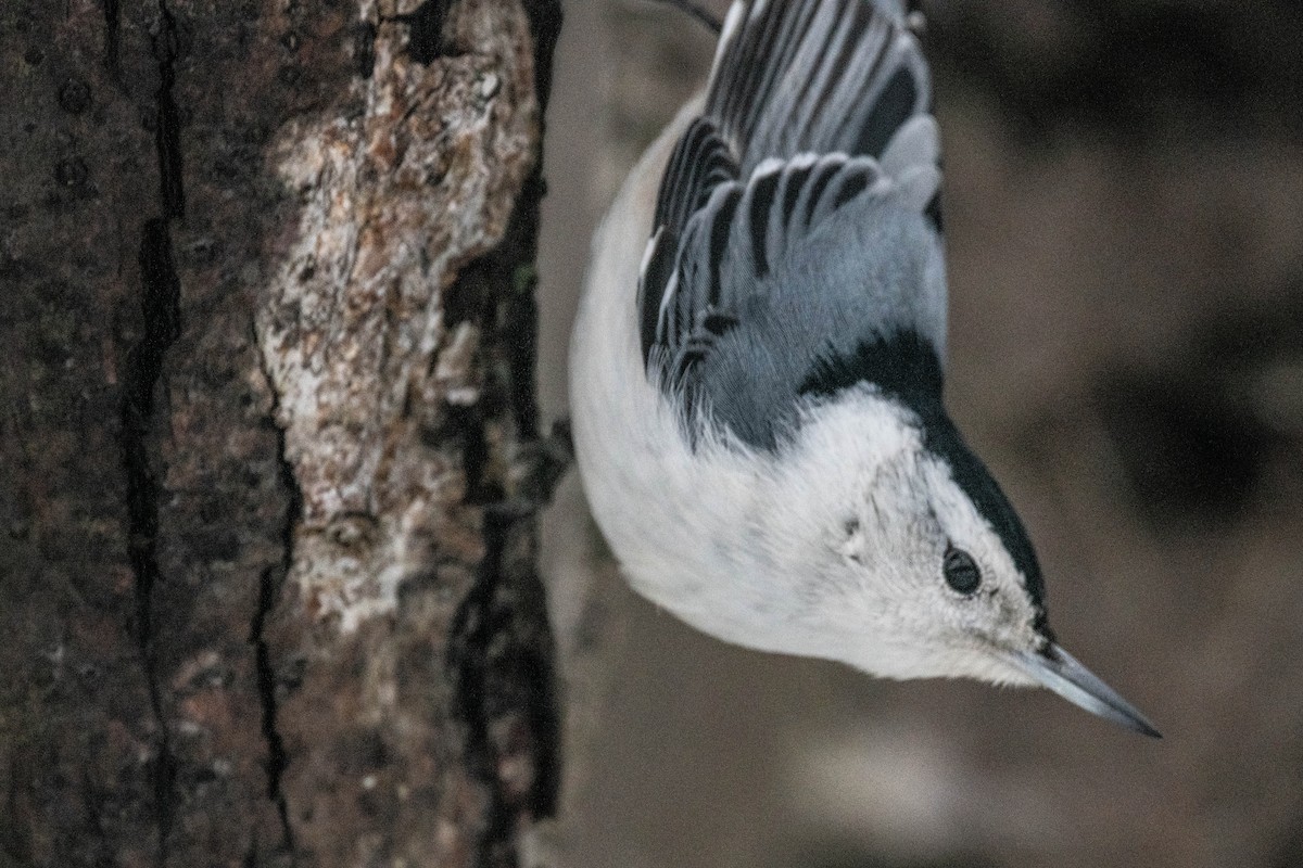 White-breasted Nuthatch - ML614643737