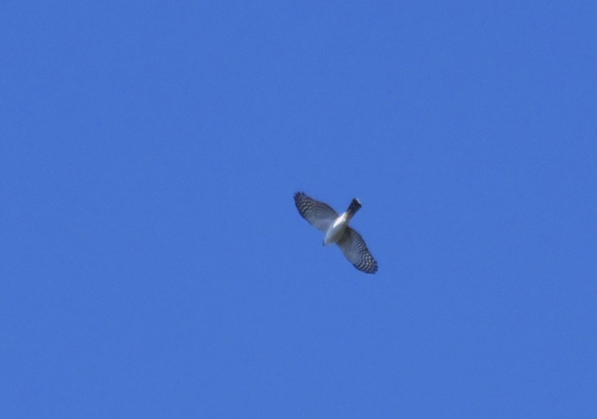 Sharp-shinned Hawk (White-breasted) - ML614643748