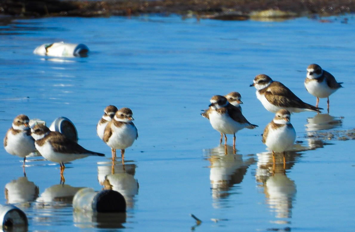 Semipalmated Plover - ML614643801