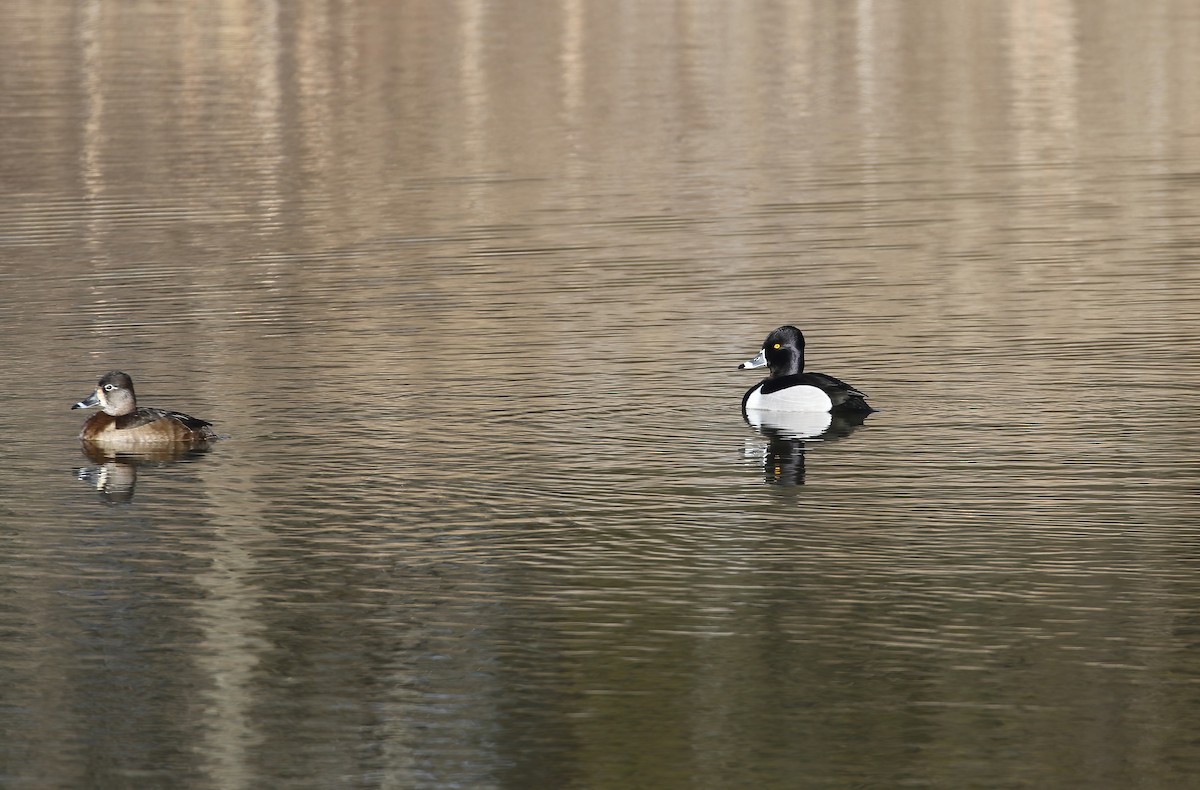 Ring-necked Duck - ML614643848