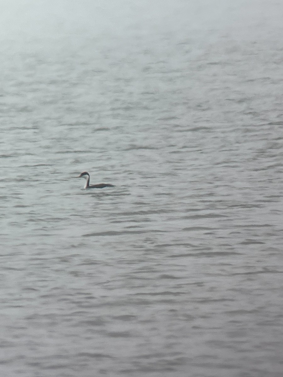 Western Grebe - Chris Daly