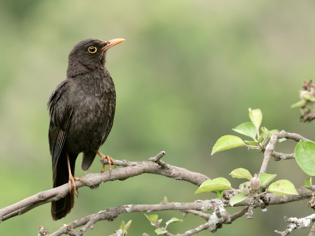 Chiguanco Thrush - ML614644064