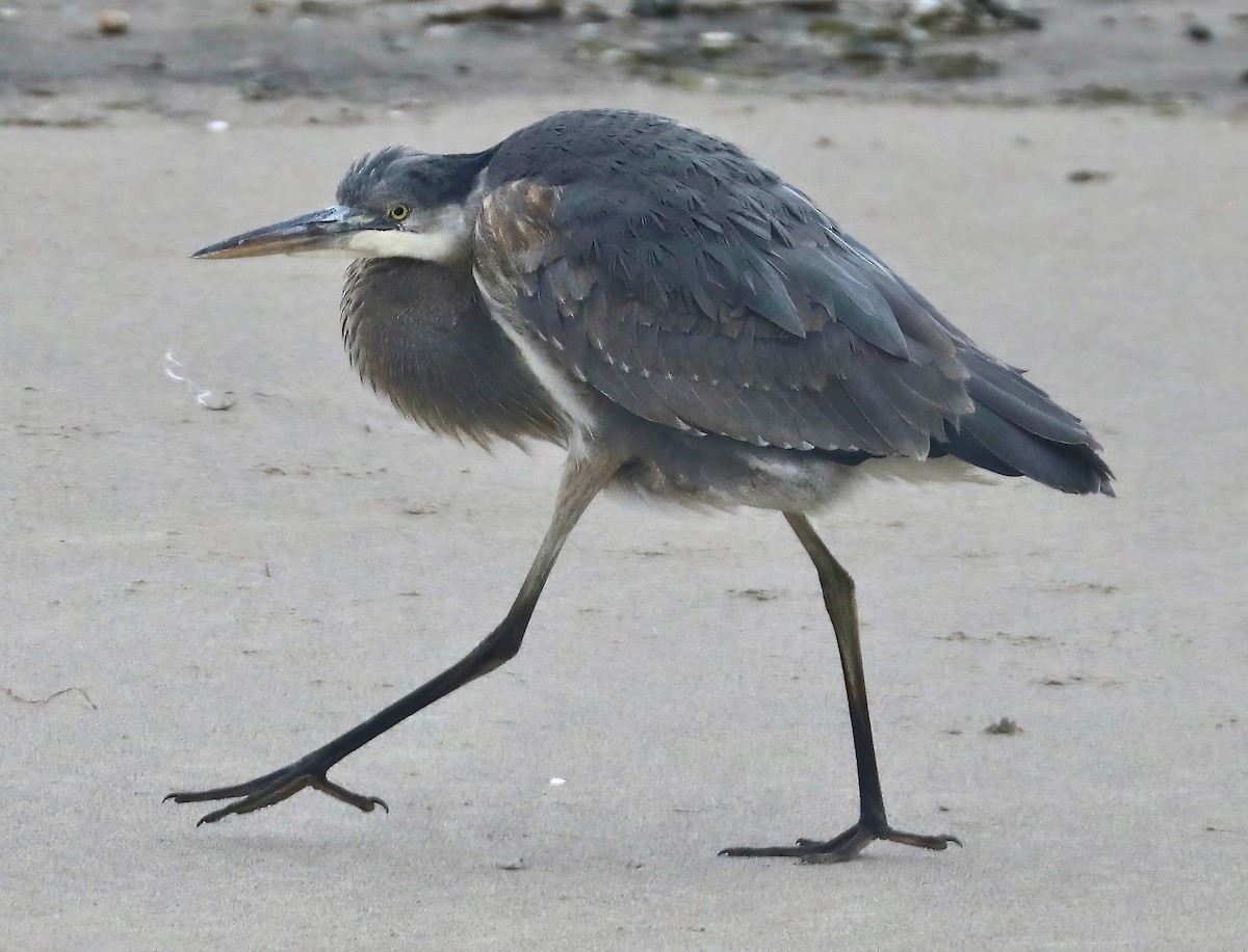 Great Blue Heron - ML614644111