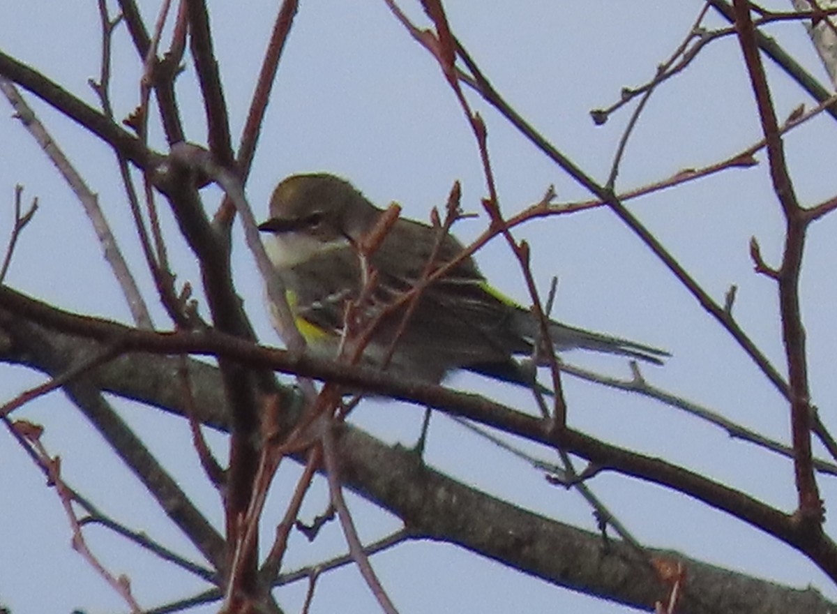 Yellow-rumped Warbler - ML614644159