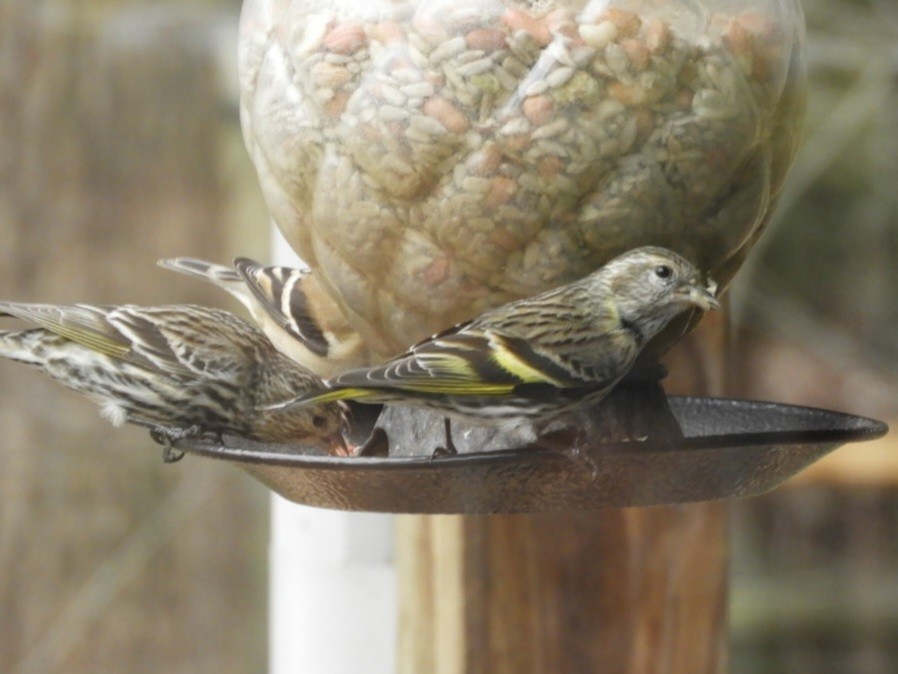 Pine Siskin - ML614644246