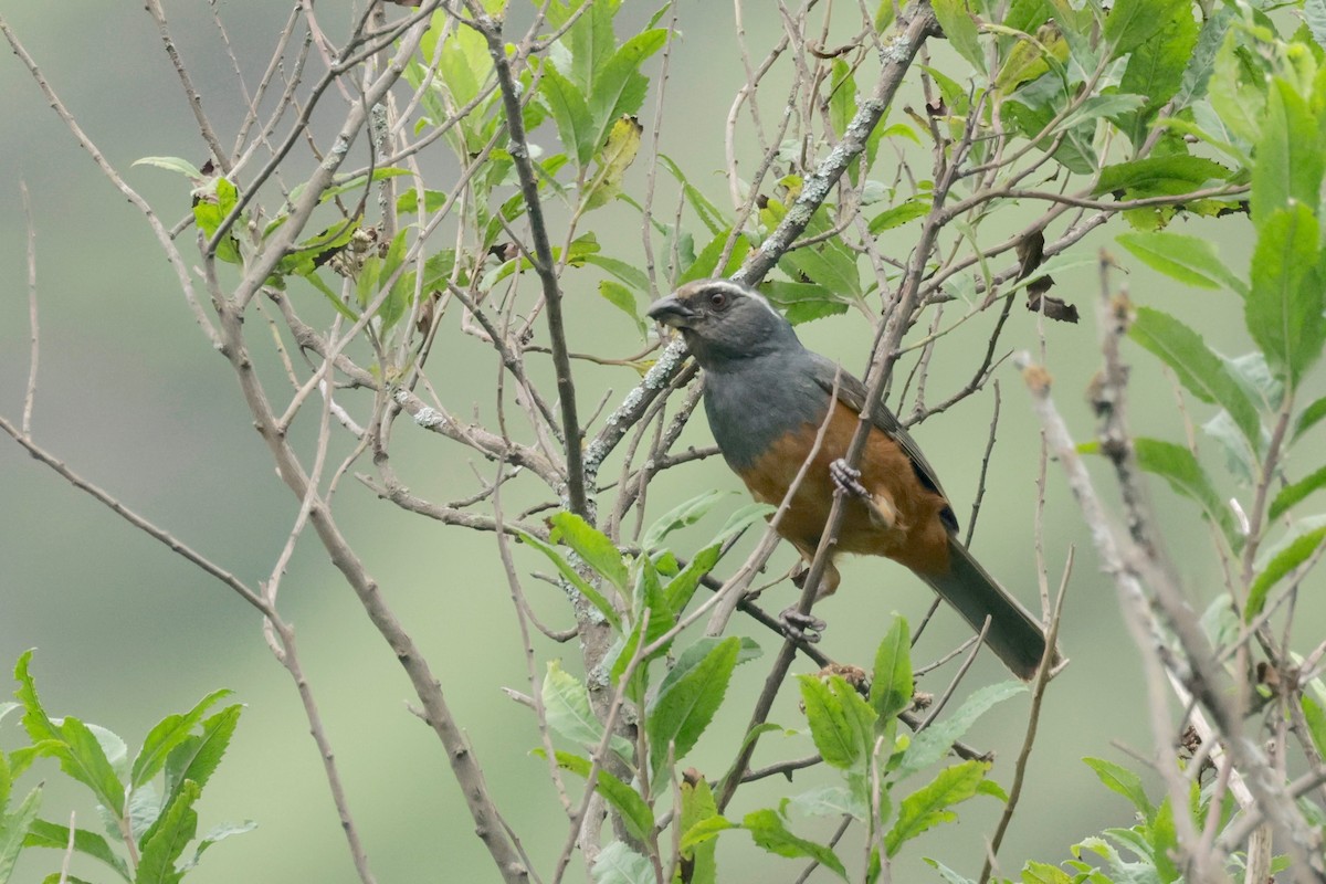 Rufous-bellied Mountain Tanager - ML614644247