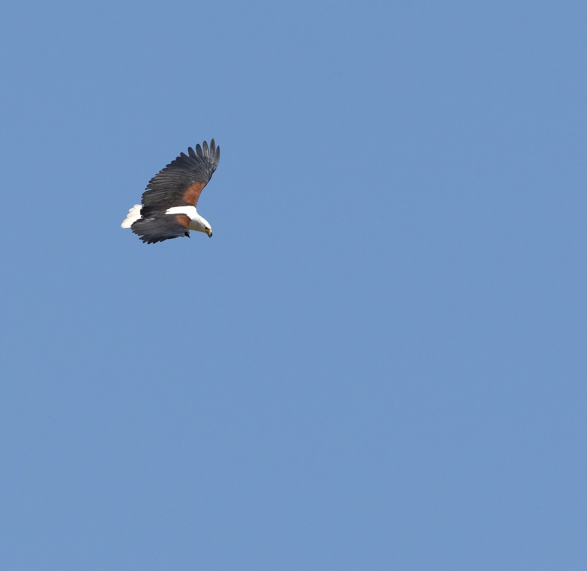 African Fish-Eagle - ML614644351