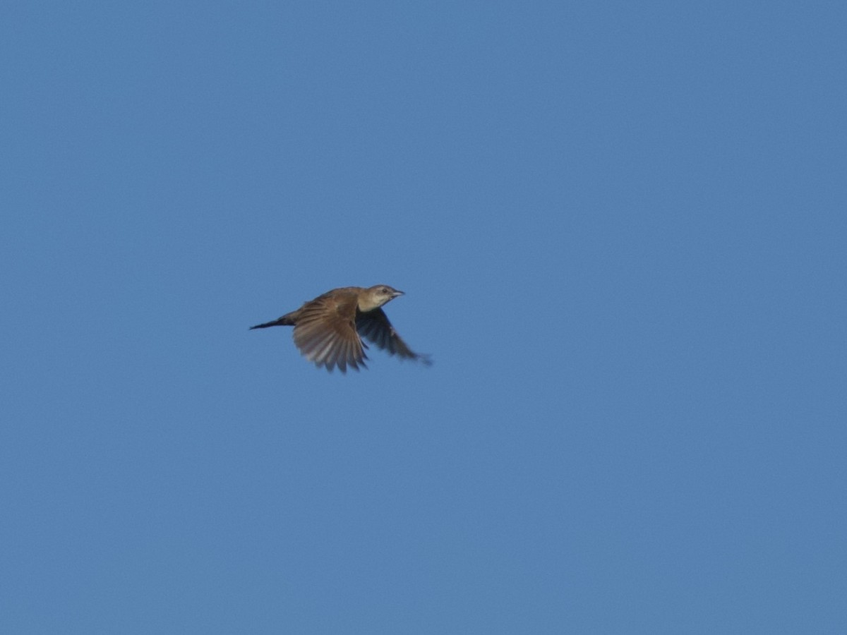 Fan-tailed Grassbird - ML614644417