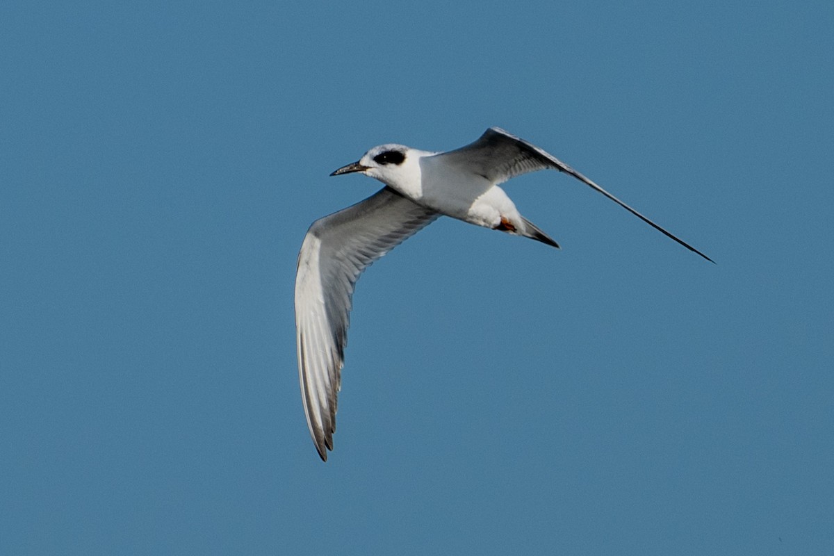 Forster's Tern - Tanya Smythe