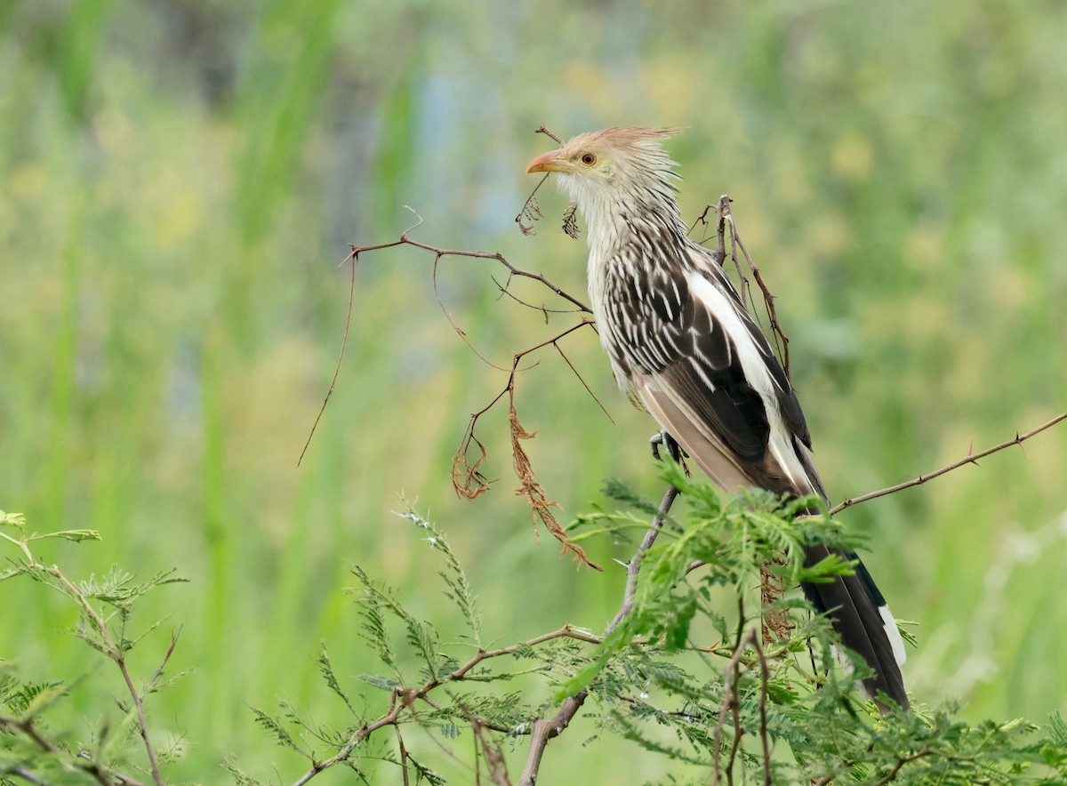 Guira Cuckoo - ML614644503