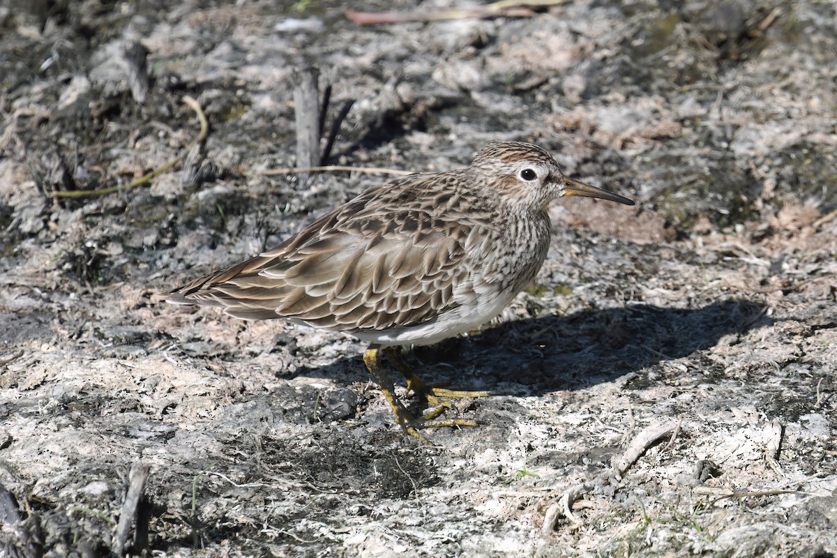 Pectoral Sandpiper - ML614644569