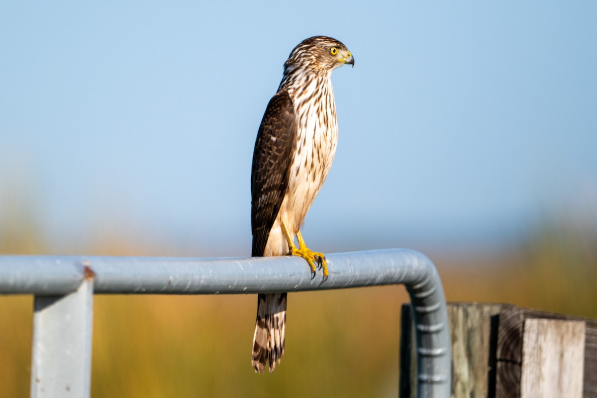 Cooper's Hawk - ML614644628