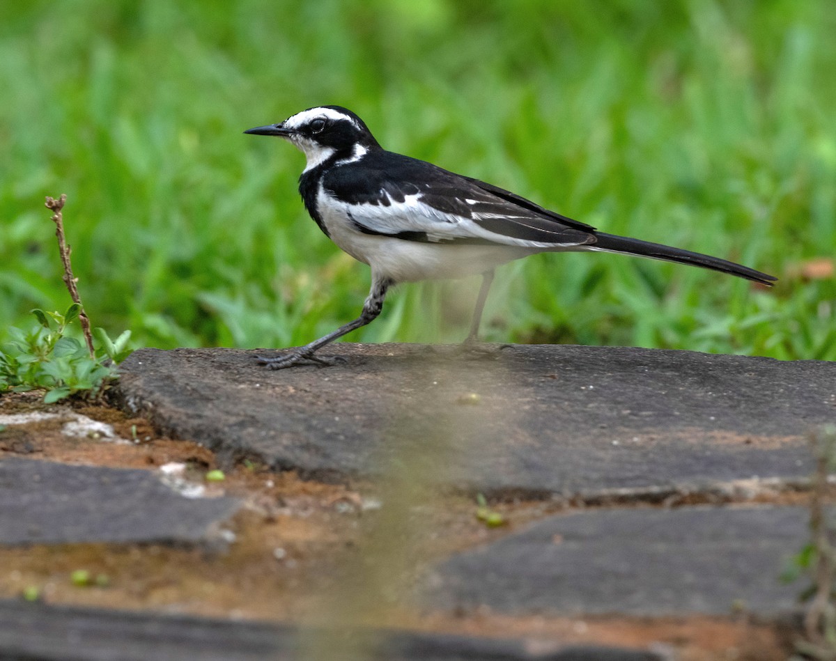 African Pied Wagtail - ML614644684