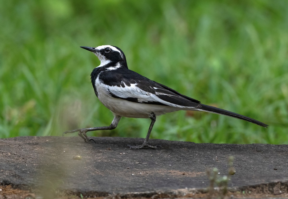 African Pied Wagtail - ML614644685