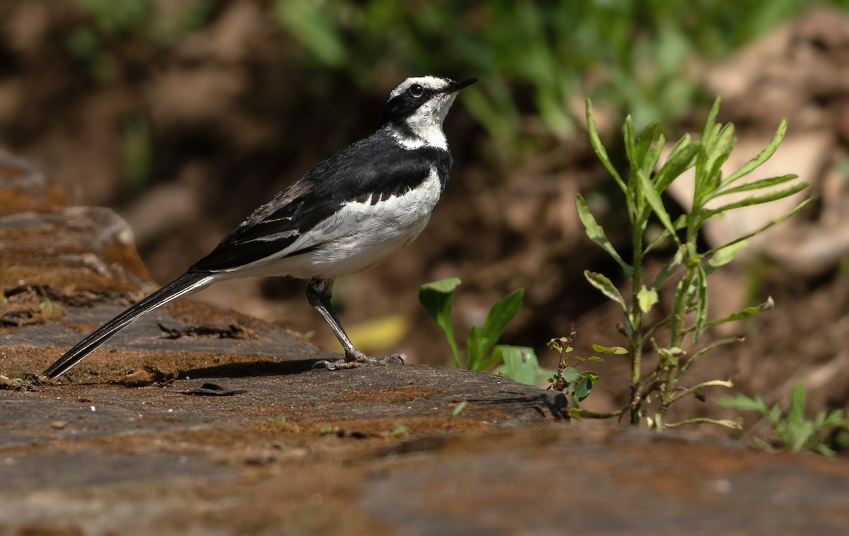 African Pied Wagtail - ML614644686