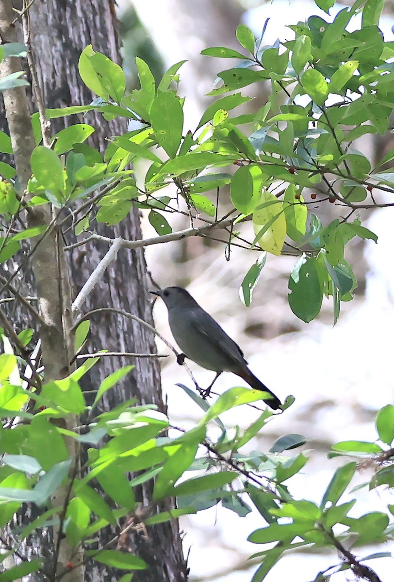 Gray Catbird - ML614644696