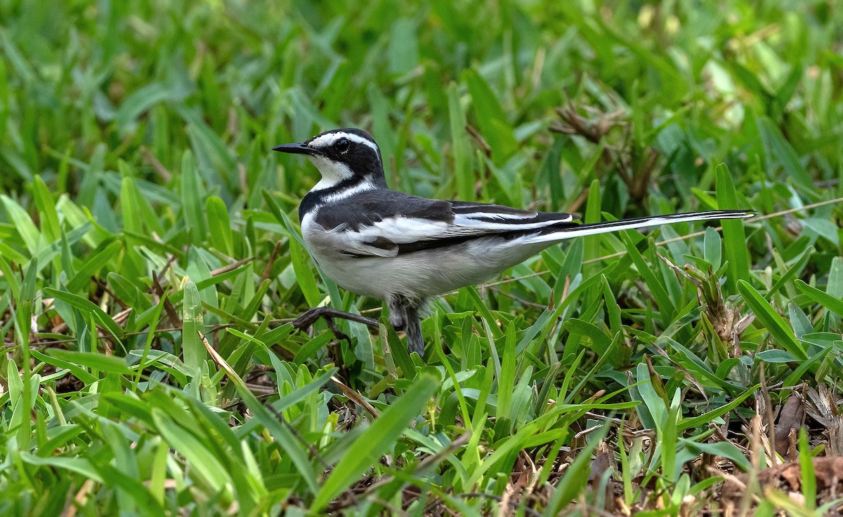 African Pied Wagtail - ML614644698