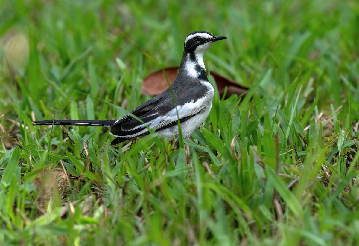 African Pied Wagtail - ML614644699