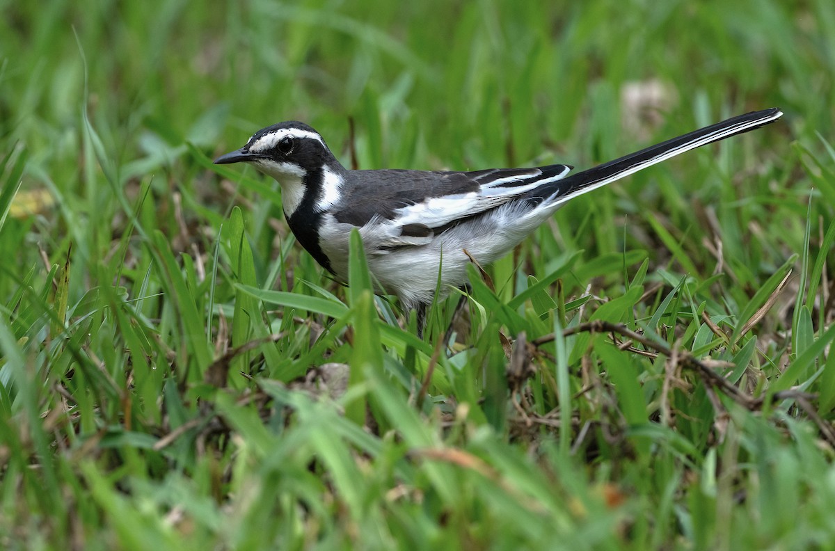African Pied Wagtail - ML614644700