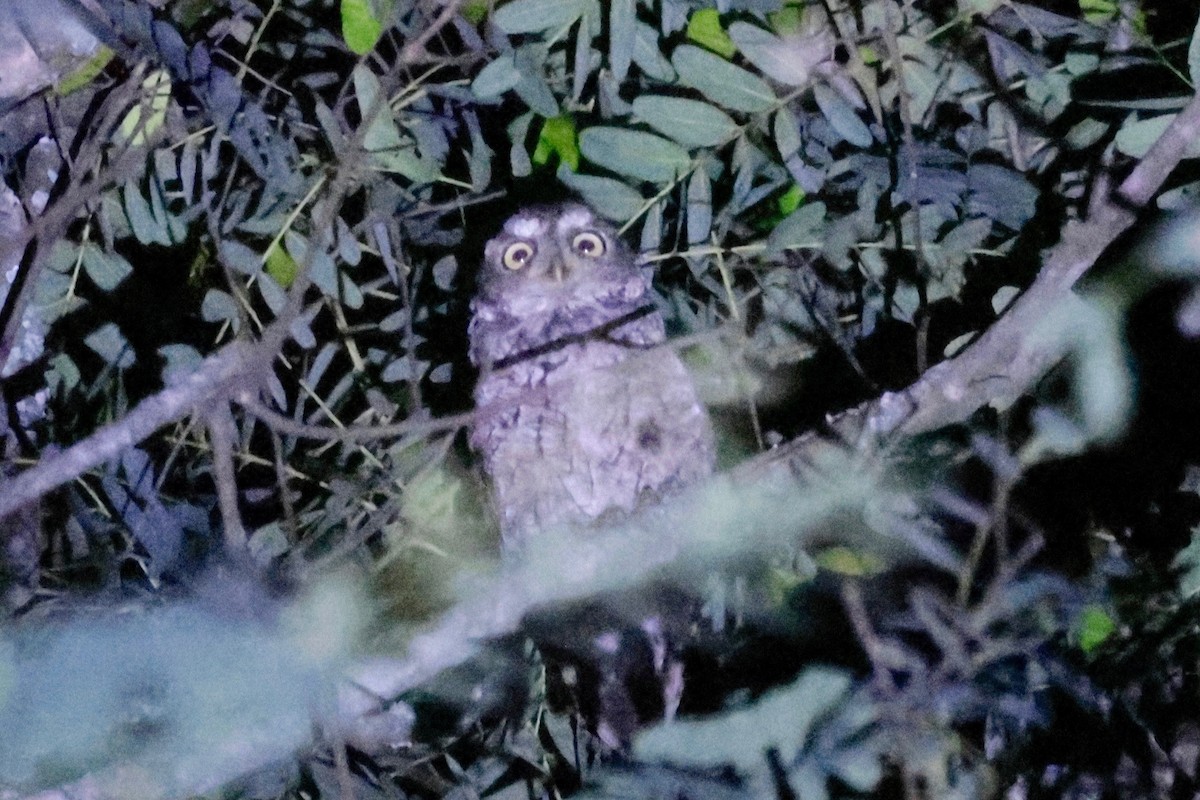 Montane Forest Screech-Owl - Garret Skead