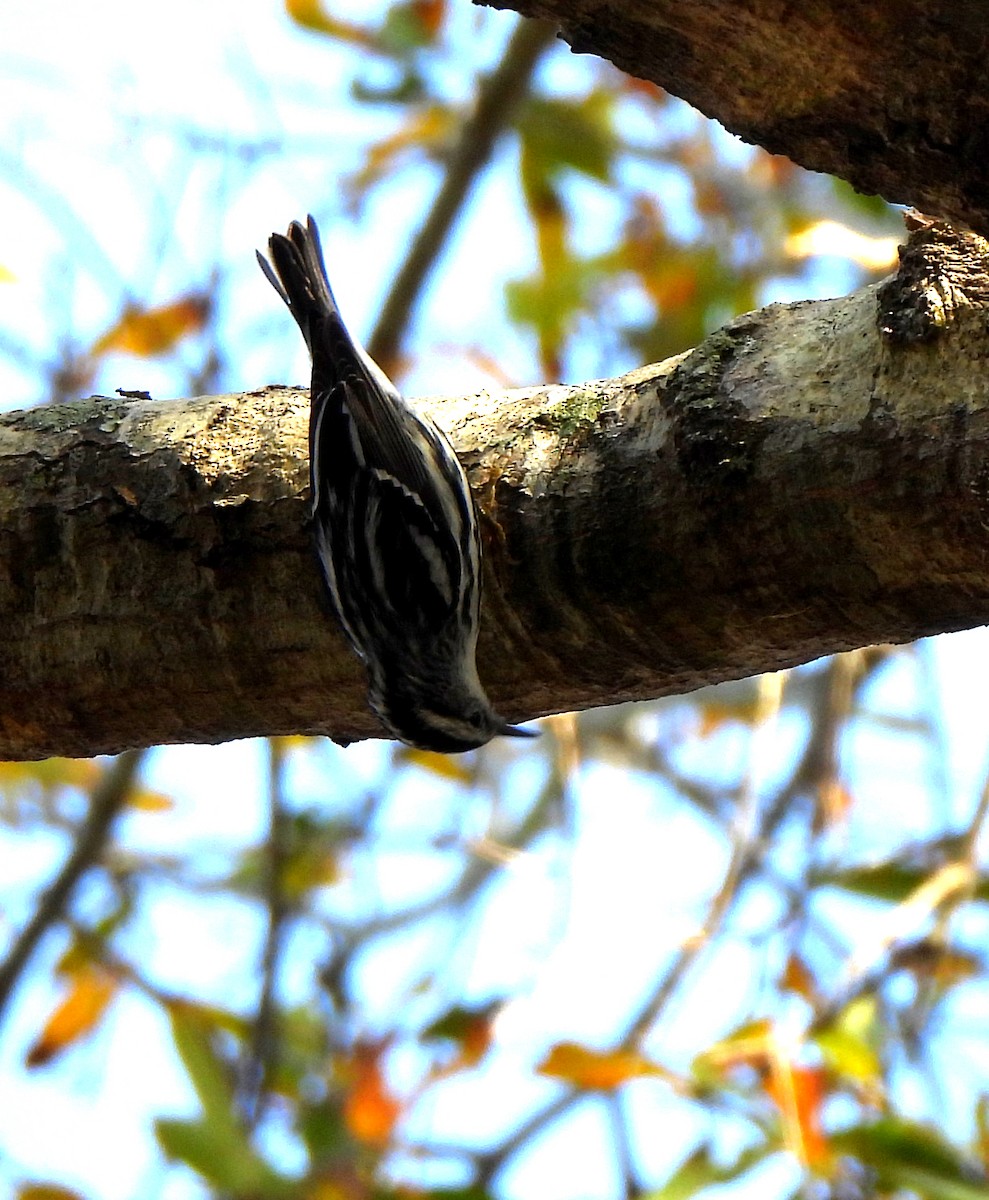 Black-and-white Warbler - ML614644783