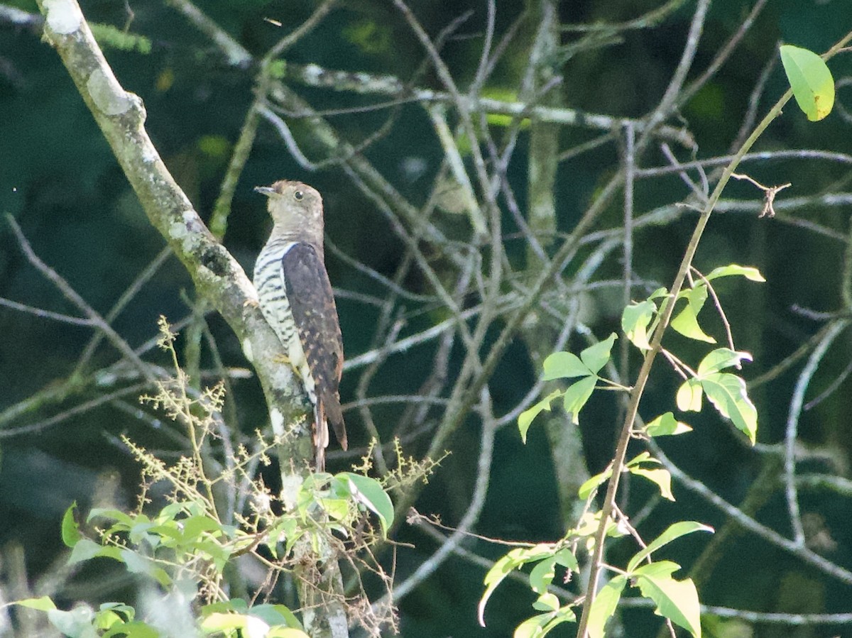 Lesser Cuckoo - ML614644825