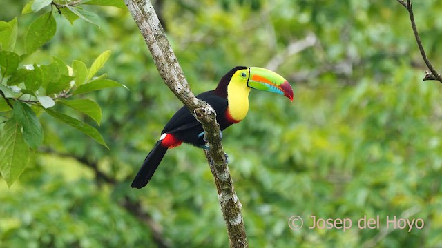 Keel-billed Toucan - ML614644849