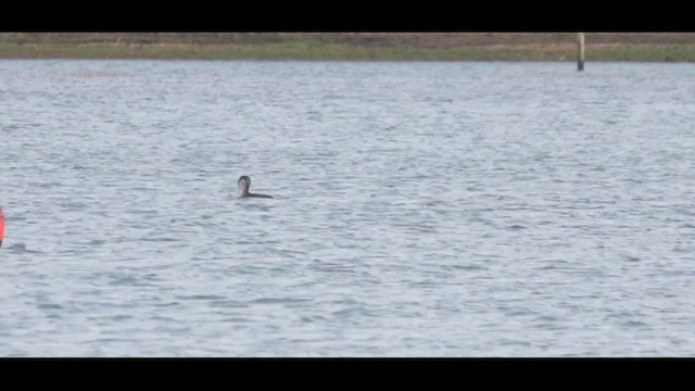 Common Loon - ML614644863